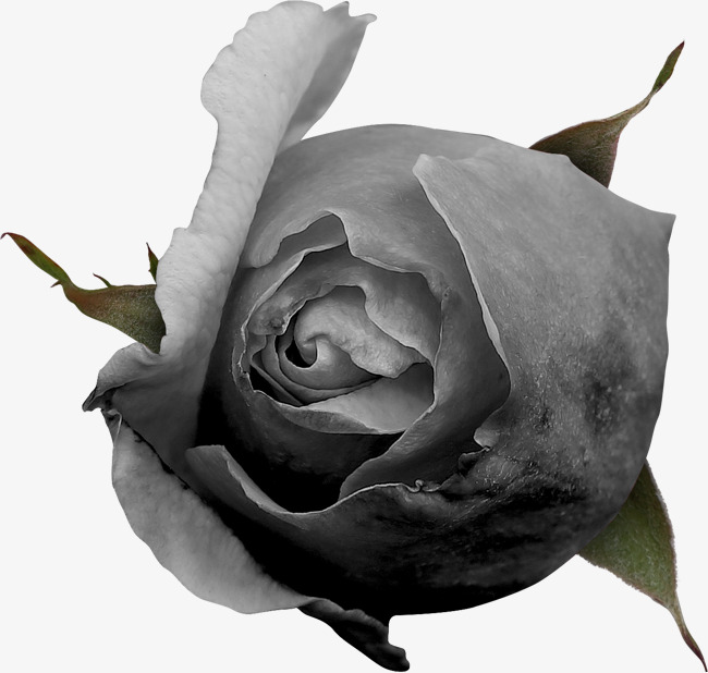 手绘黑色玫瑰花