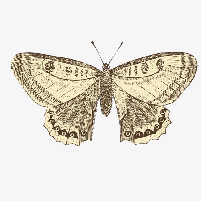 手绘的飞蛾