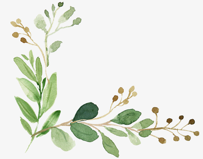 热带植物大叶子插画手绘效果图装饰图
