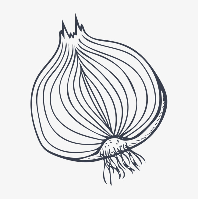 手绘洋葱