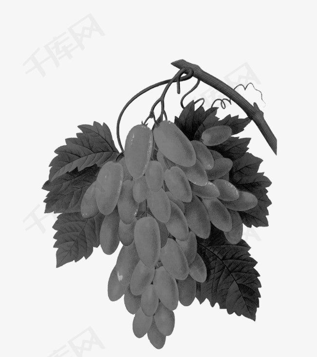 灰色的葡萄葡萄提子水果食物手绘矢量图      