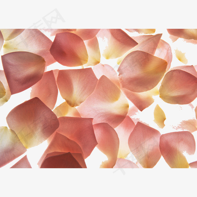 唯美一地花瓣设计素材