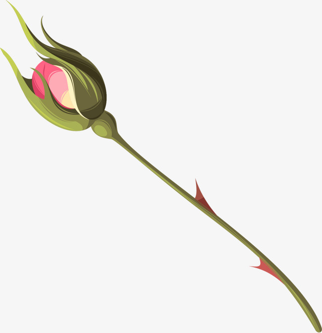 月季花苞