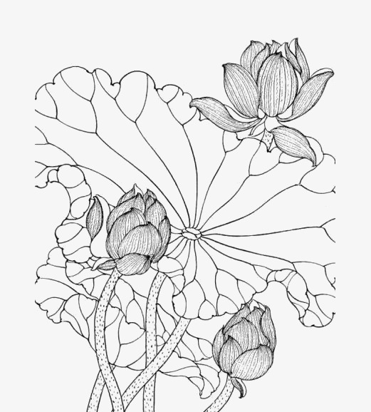 灯箱png荷花儿线稿png图