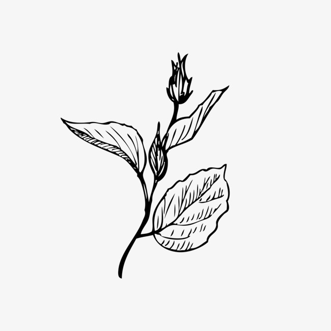 手绘的花苞
