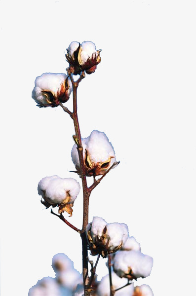 实物一支棉花枝