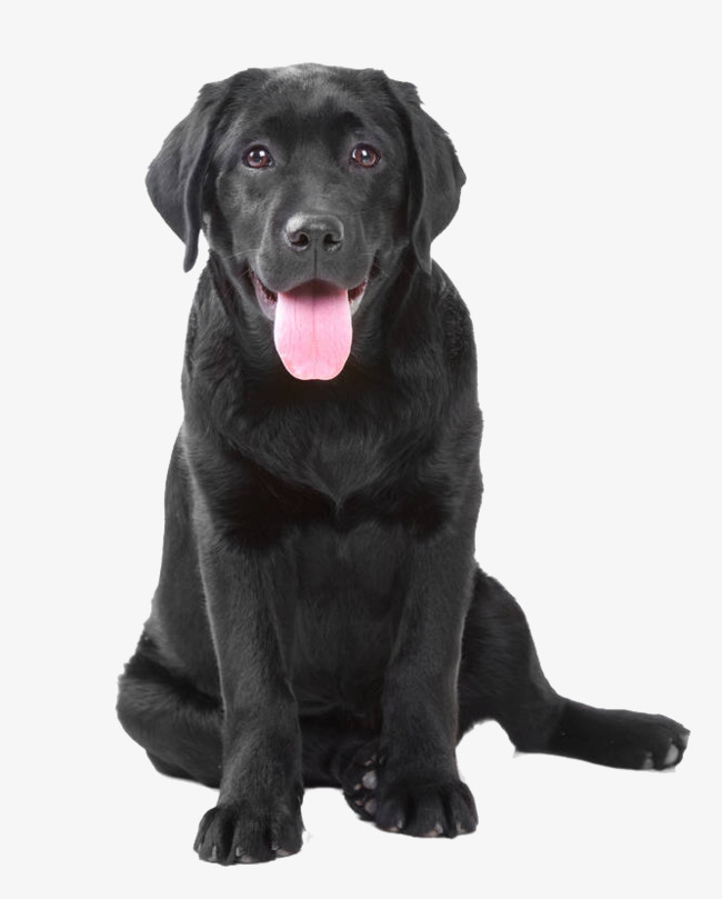 黑色拉布拉多犬