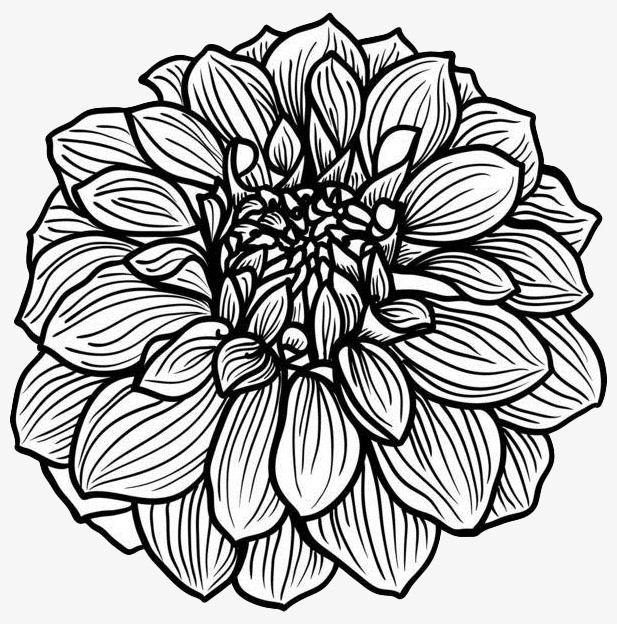 手绘线描菊花