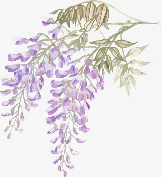 彩铅紫藤