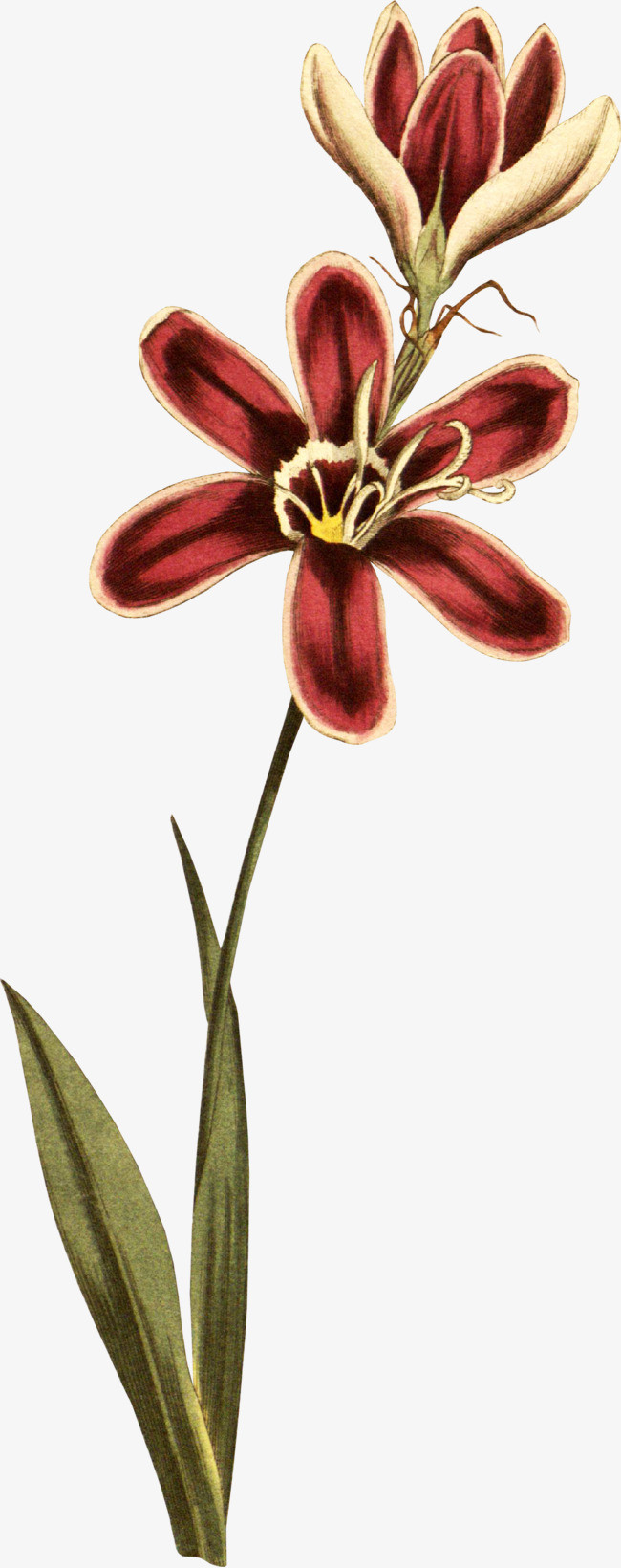 手绘花卉小清新风装饰