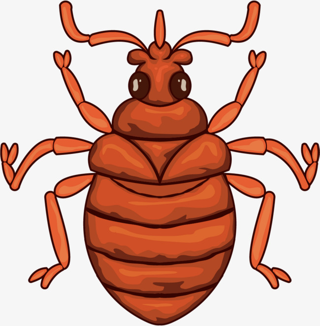 俯视甲壳昆虫触角