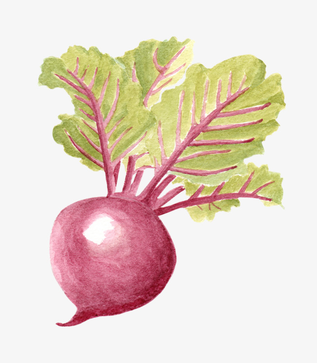 手绘水彩红萝卜