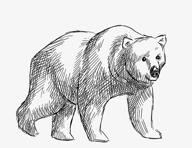 手绘北极动物北极熊插画