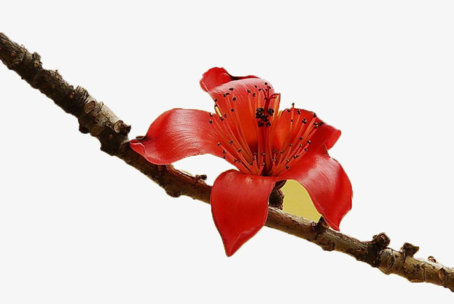 2018红色半透明盛放的红莲png素材