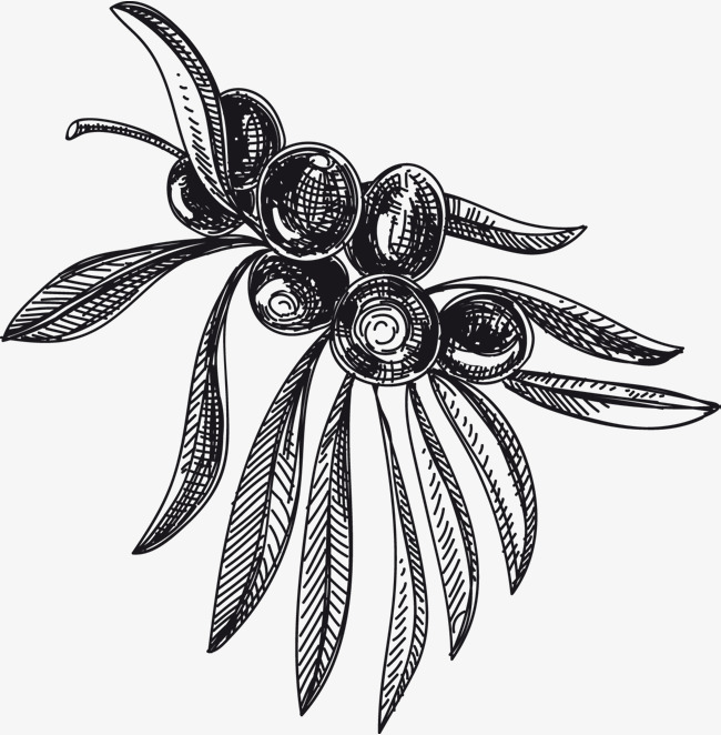 手绘精美素描果实矢量