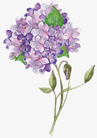 卡通手绘美丽的花朵