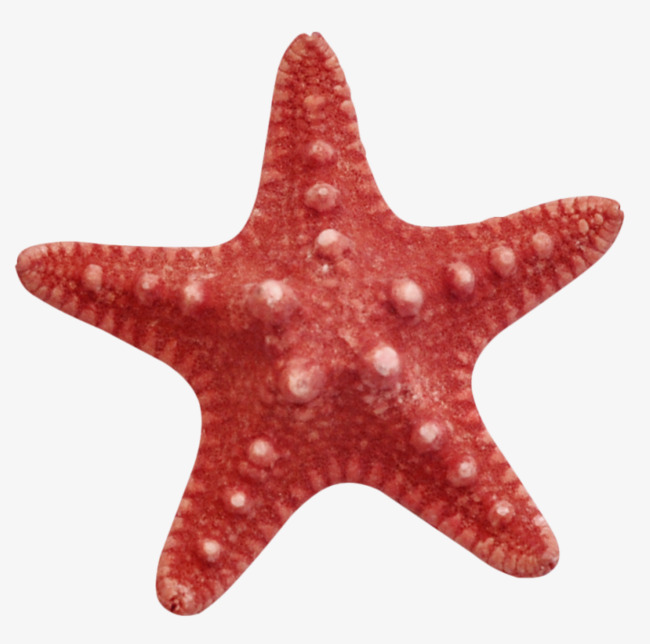 实物海星海洋生物海报设计