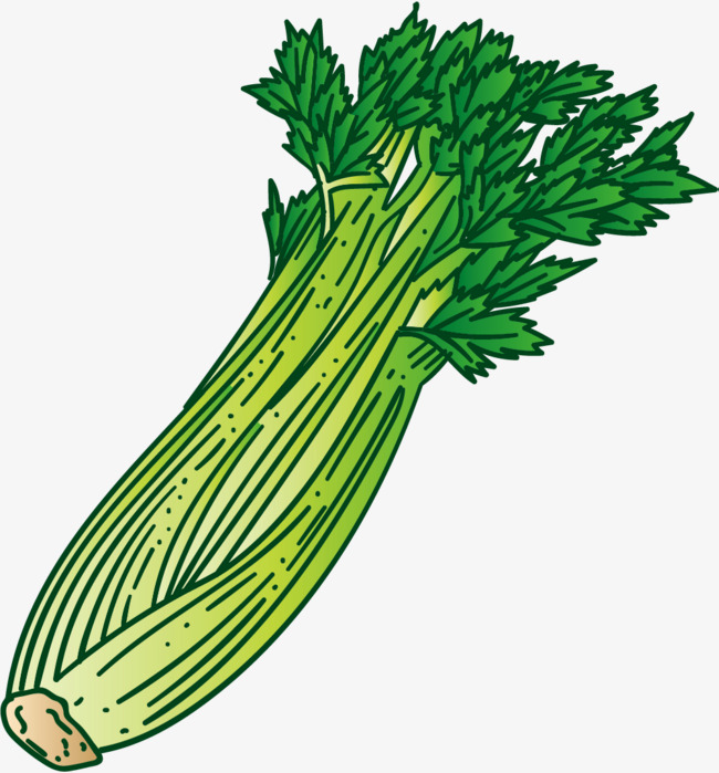 绿叶矢量桔梗芹菜