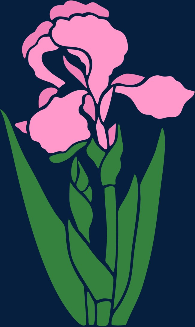 粉色矢量水彩样式鸢尾花