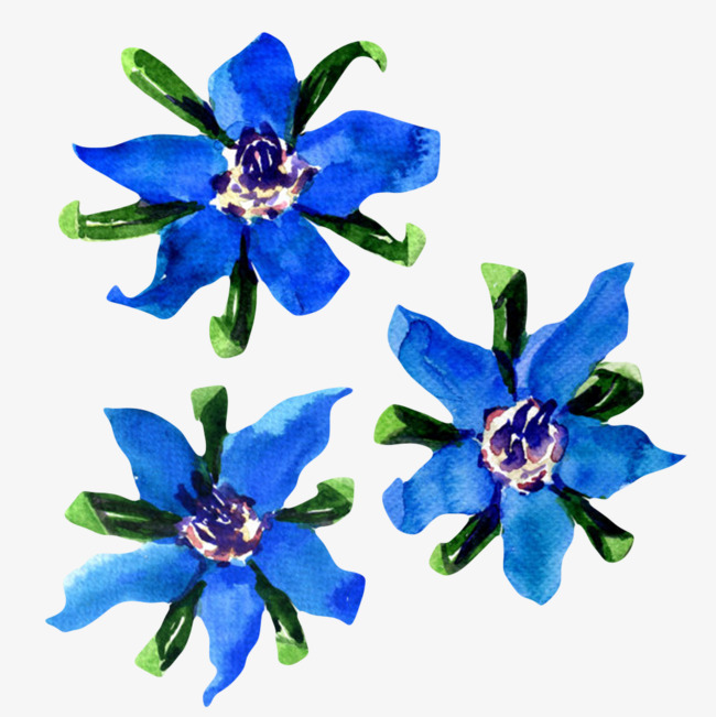 蓝色草本植物带叶子琉璃苣实物