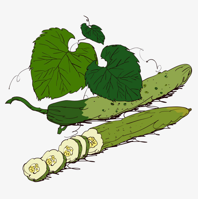 可爱简约绿色黄瓜藤免扣图