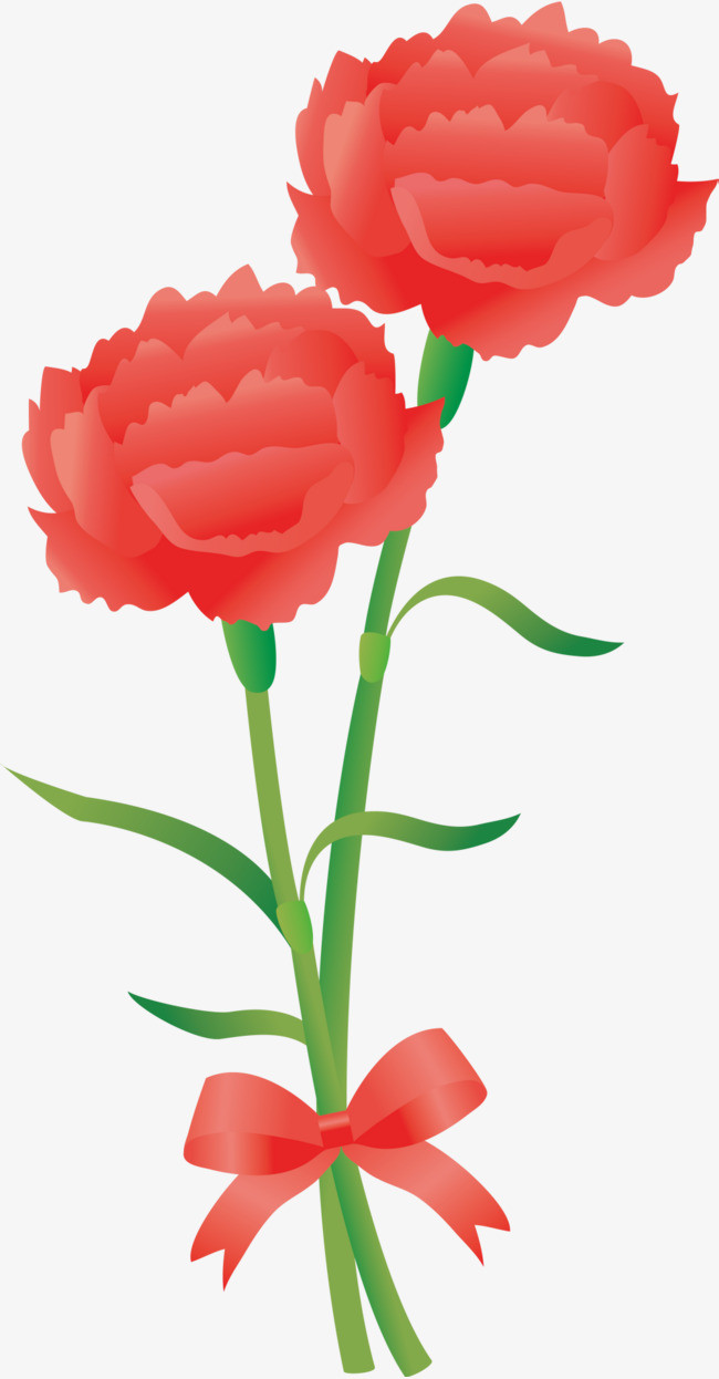 红色母亲节康乃馨花朵