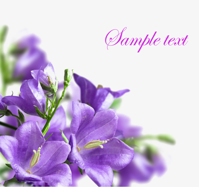 紫色清新浪漫花朵装饰图案