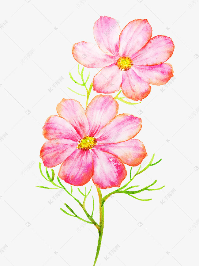 卡通手绘粉色波斯菊插画
