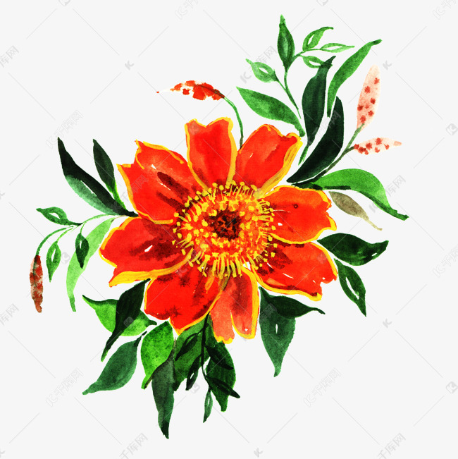 橙红色水彩花卉