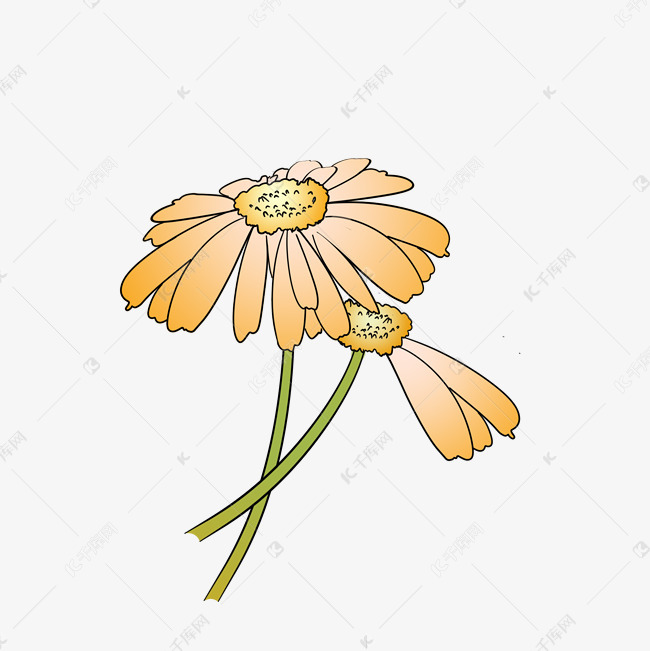 手绘菊花花卉插画