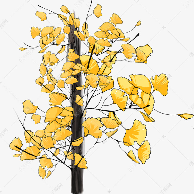 秋季植物银杏树手绘插画