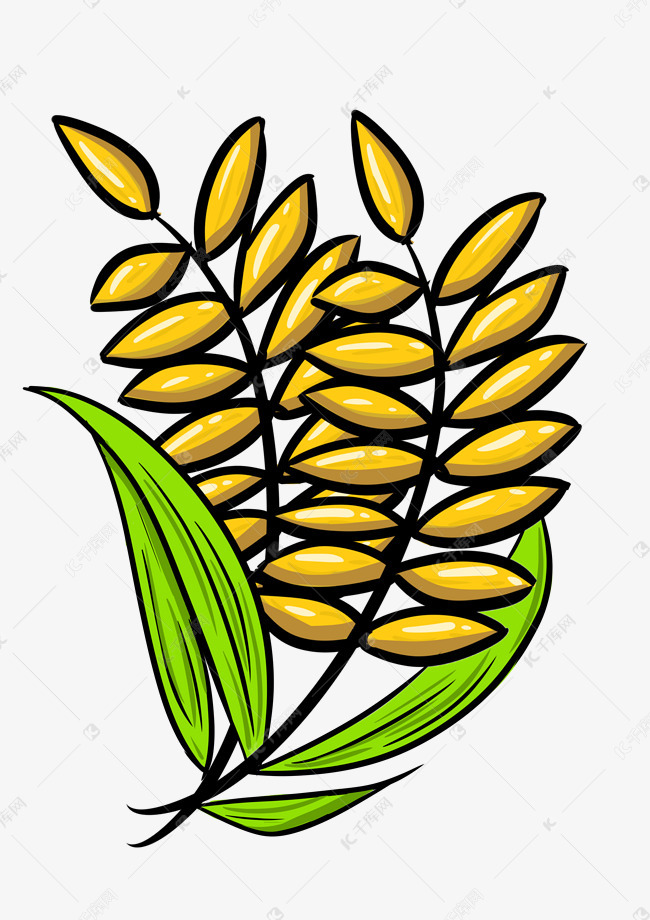 秋季养生稻子手绘设计图