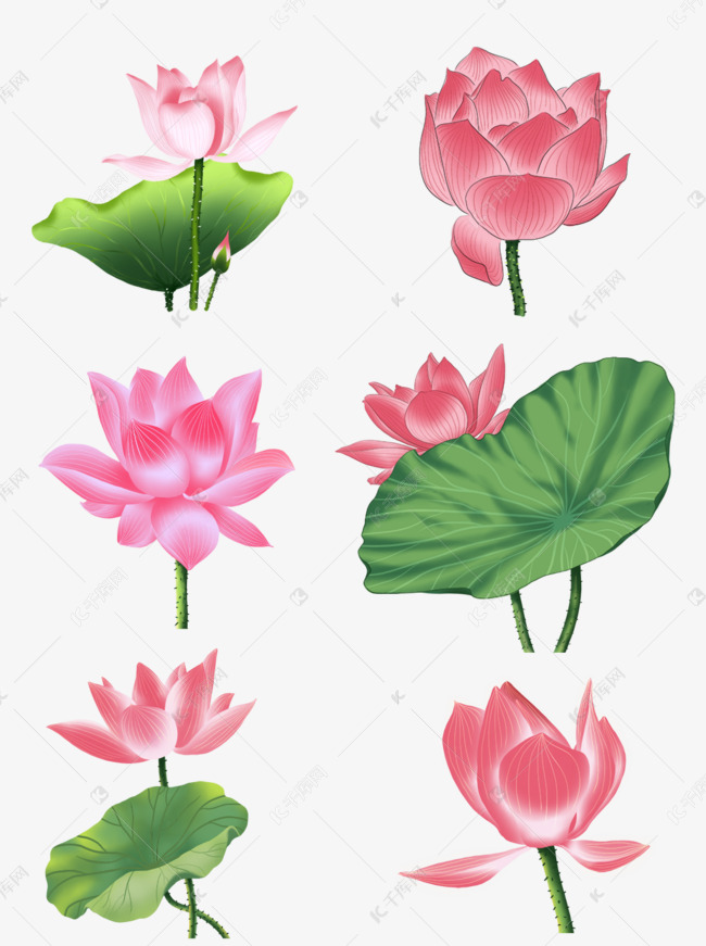 荷花荷叶