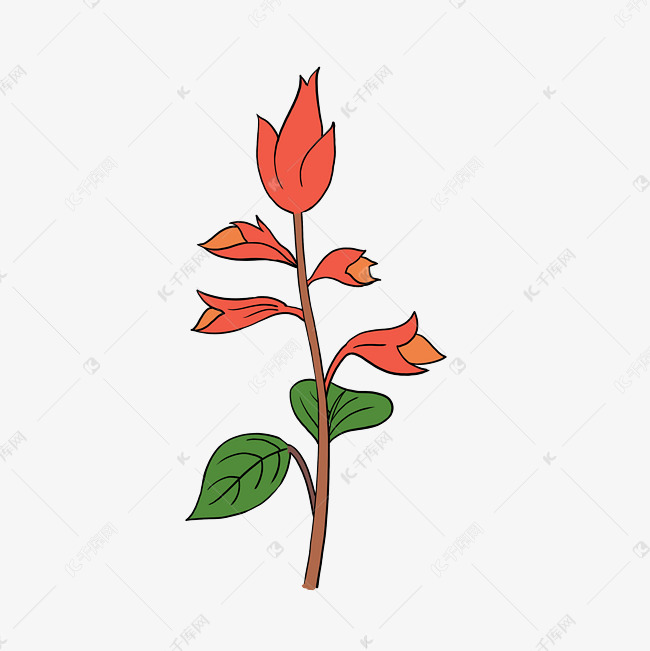美丽植物花卉一串红