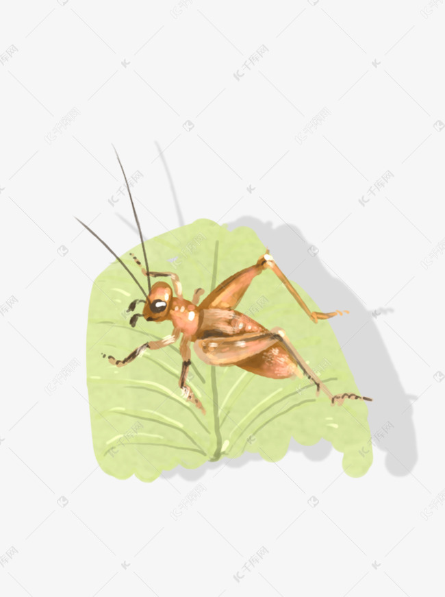 昆虫手绘中国风蟋蟀插画免扣课上