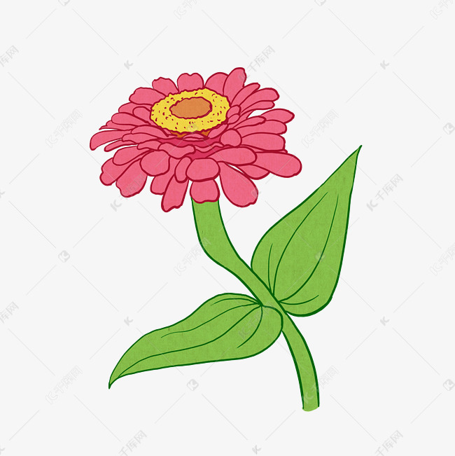 手绘花卉植物美丽红色百日草园艺