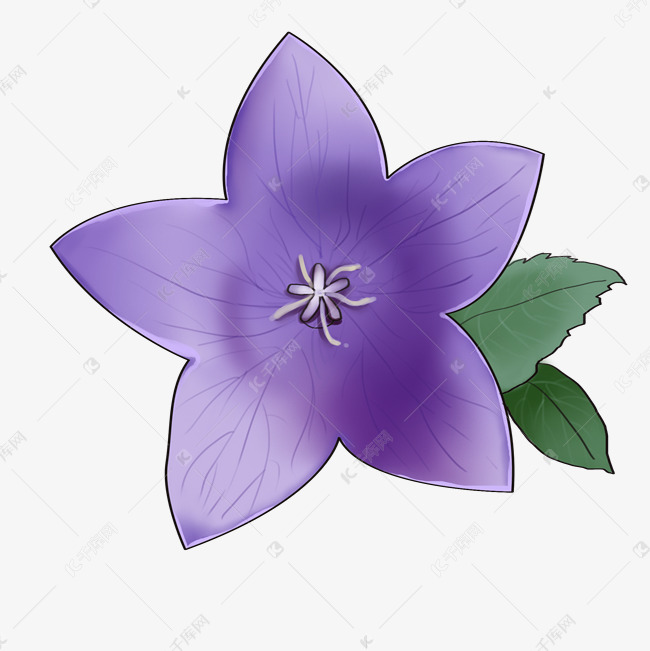 手绘紫色的花朵插画