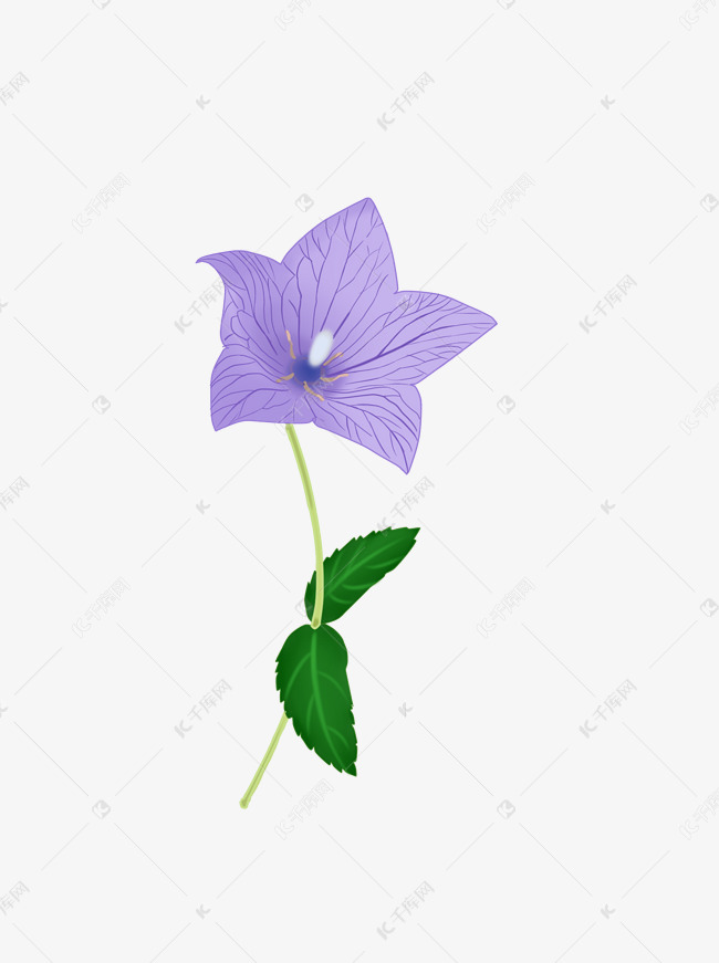 手绘花桔梗花紫色花植物花朵素材图片免费下载 高清装饰图案psd 千库网 图片编号