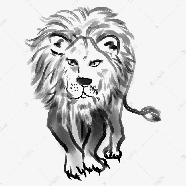 手绘虎视眈眈的狮子插画