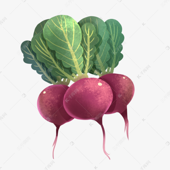 手绘樱桃萝卜插画