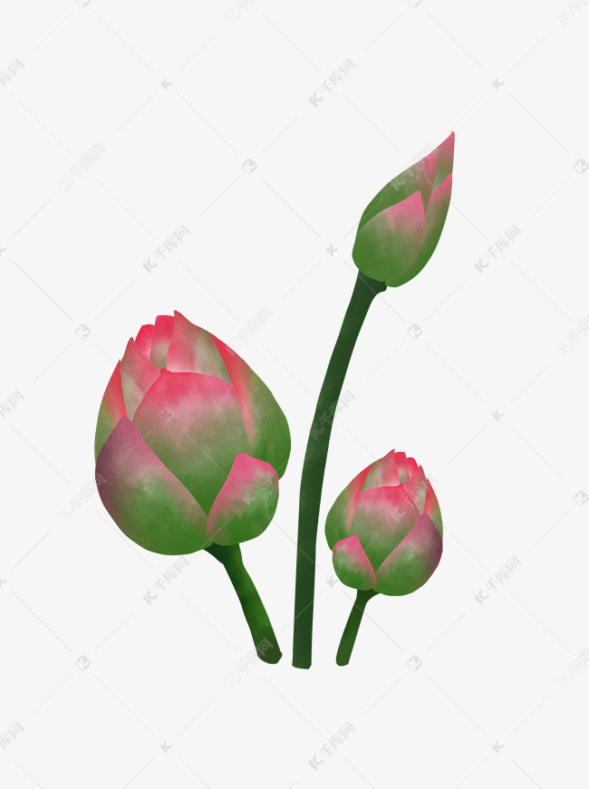 荷花花蕾花苞素材图片免费下载 高清装饰图案psd 千库网 图片编号