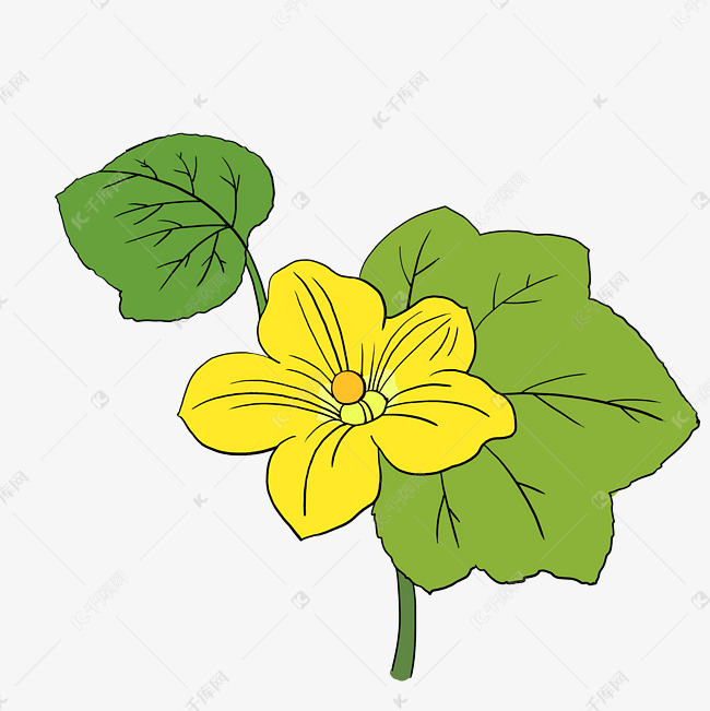 黄色蔬菜花朵丝瓜花