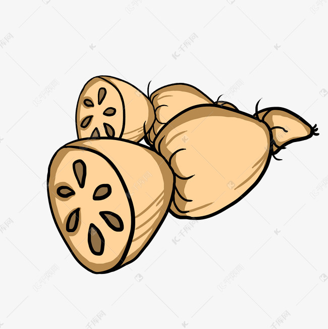 手绘莲藕健康蔬菜插画