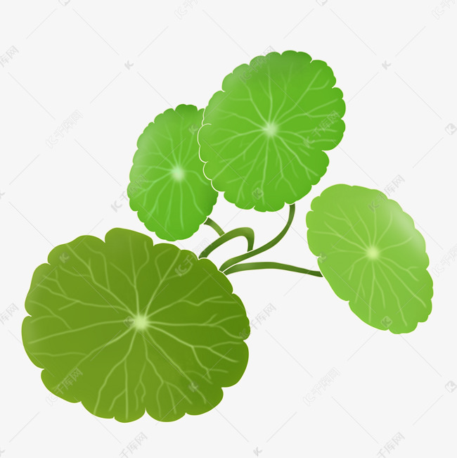 金钱草手绘png素材