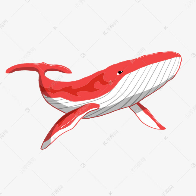 手绘红色鲸鱼插画