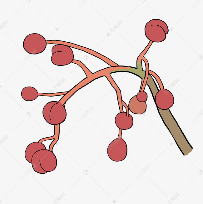 手绘植物红色花椒果实