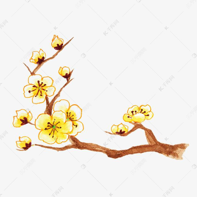 水彩手绘黄色腊梅