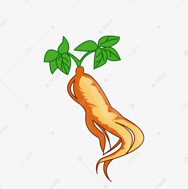 中成药养生人参插画