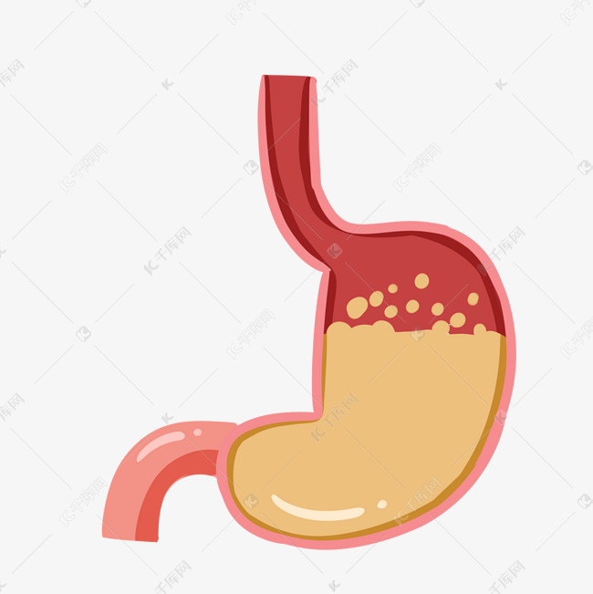 手绘人体器官胃插画
