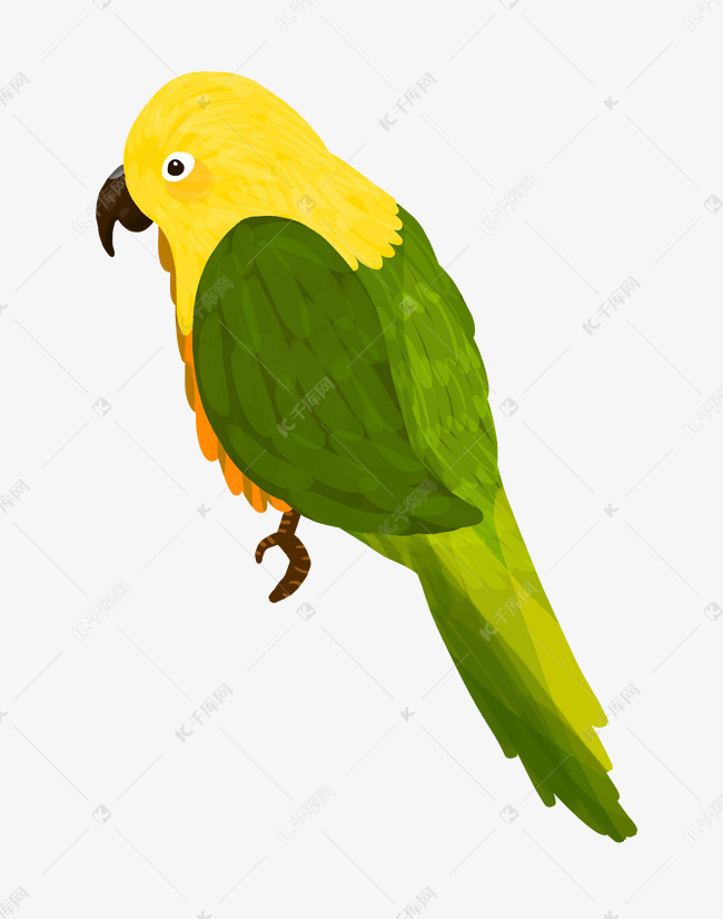 手绘萌宠八哥插画